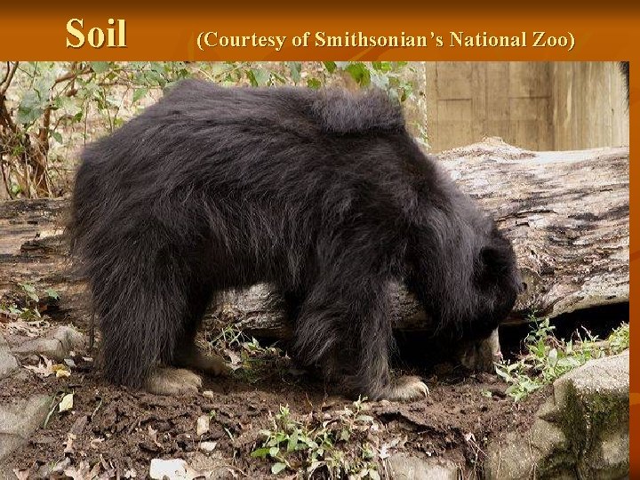 Soil (Courtesy of Smithsonian’s National Zoo) 