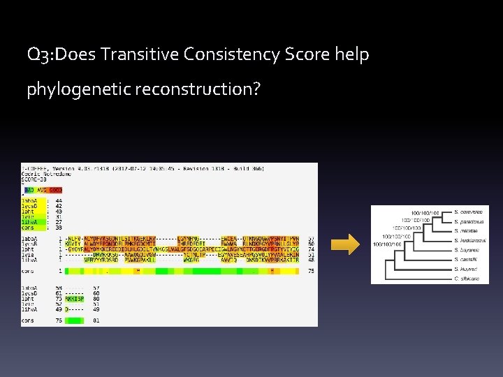 Q 3: Does Transitive Consistency Score help phylogenetic reconstruction? 