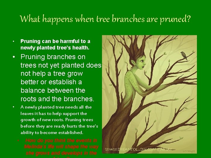 What happens when tree branches are pruned? • Pruning can be harmful to a