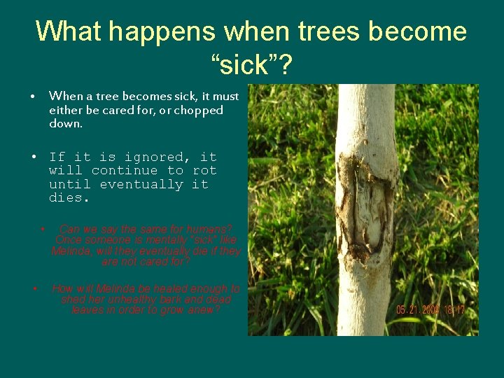 What happens when trees become “sick”? • When a tree becomes sick, it must