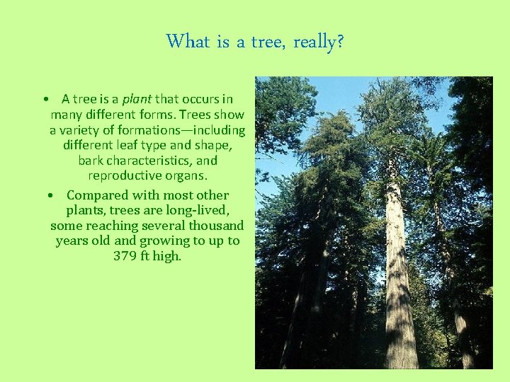 What is a tree, really? • A tree is a plant that occurs in