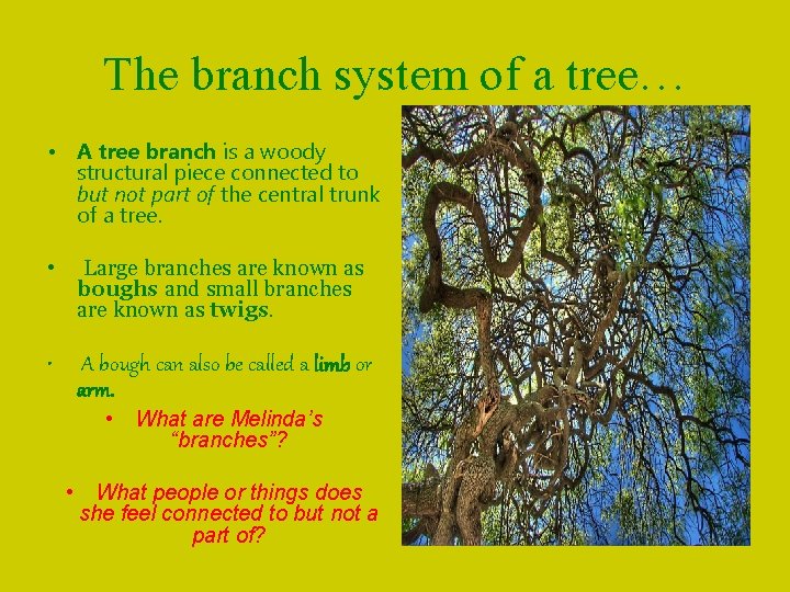 The branch system of a tree… • A tree branch is a woody structural