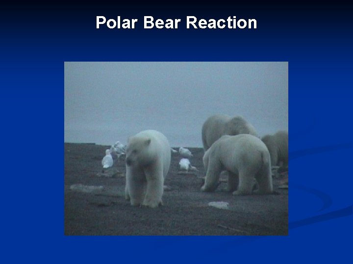 Polar Bear Reaction 