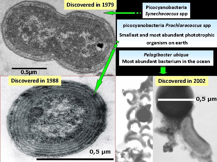 Discovered in 1979 Picocyanobacteria Synechococcus spp picocyanobacteria Prochlorococcus spp Smallest and most abundant phototrophic