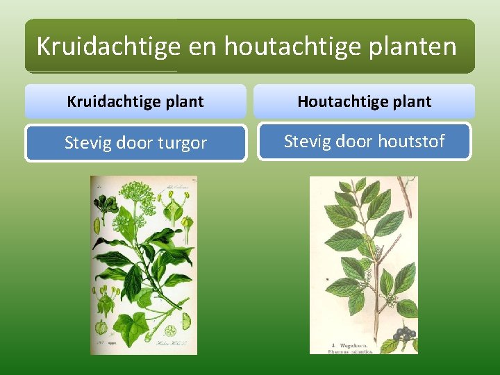 Kruidachtige en houtachtige planten Kruidachtige plant Houtachtige plant Stevig door turgor Stevig door houtstof