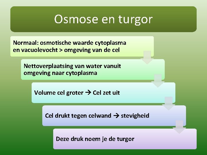 Osmose en turgor Normaal: osmotische waarde cytoplasma en vacuolevocht > omgeving van de cel