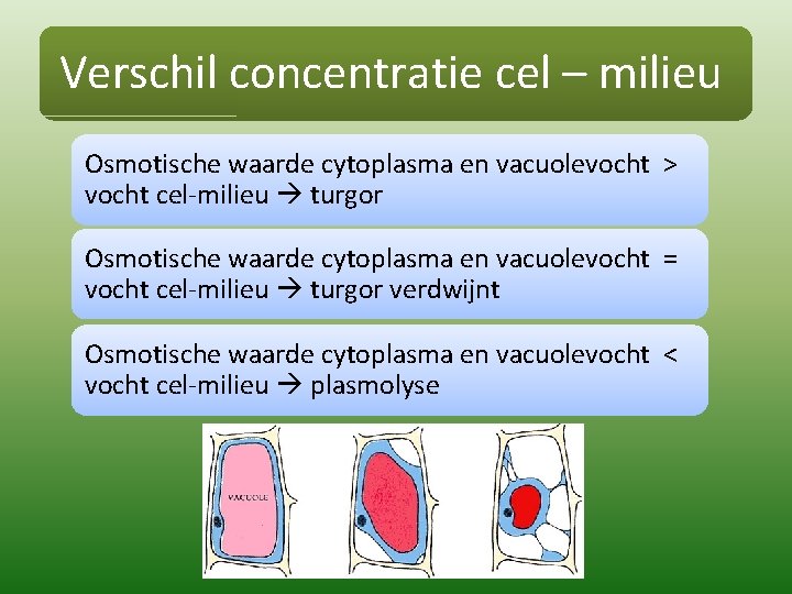 Verschil concentratie cel – milieu Osmotische waarde cytoplasma en vacuolevocht > vocht cel-milieu turgor