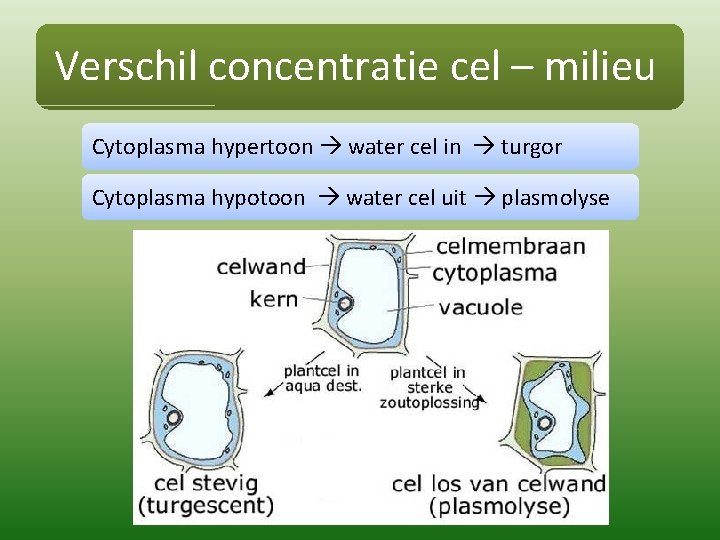 Verschil concentratie cel – milieu Cytoplasma hypertoon water cel in turgor Cytoplasma hypotoon water