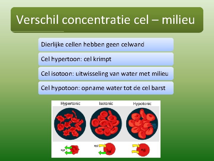 Verschil concentratie cel – milieu Dierlijke cellen hebben geen celwand Cel hypertoon: cel krimpt