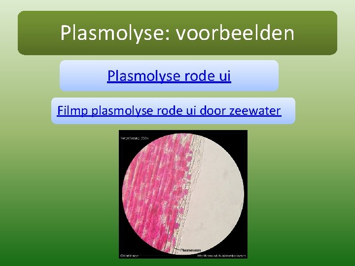 Plasmolyse: voorbeelden Plasmolyse rode ui Filmp plasmolyse rode ui door zeewater 