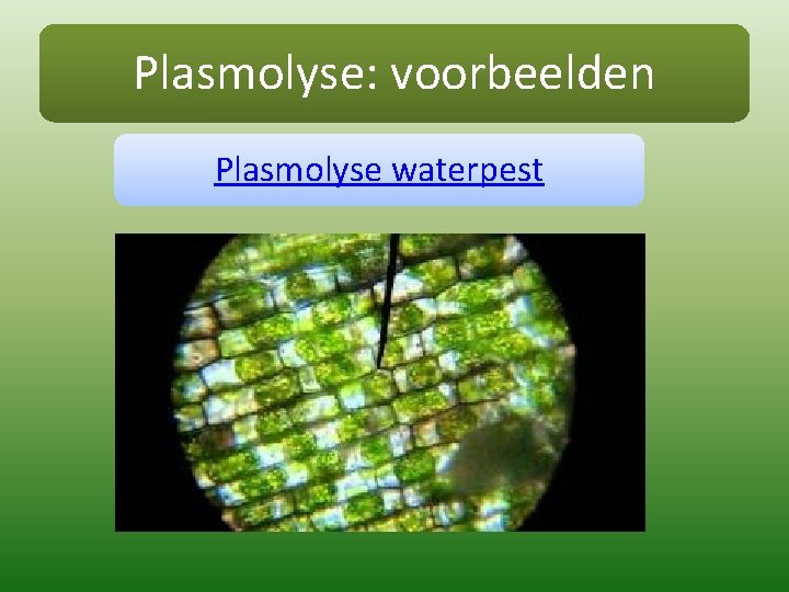 Plasmolyse: voorbeelden Plasmolyse waterpest 