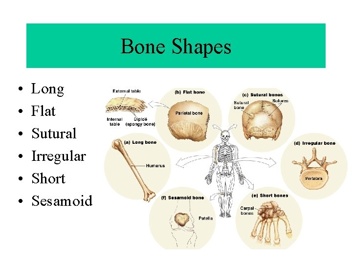 Bone Shapes • • • Long Flat Sutural Irregular Short Sesamoid 