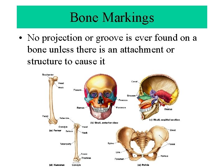 Bone Markings • No projection or groove is ever found on a bone unless