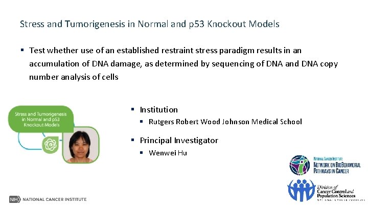 Stress and Tumorigenesis in Normal and p 53 Knockout Models § Test whether use