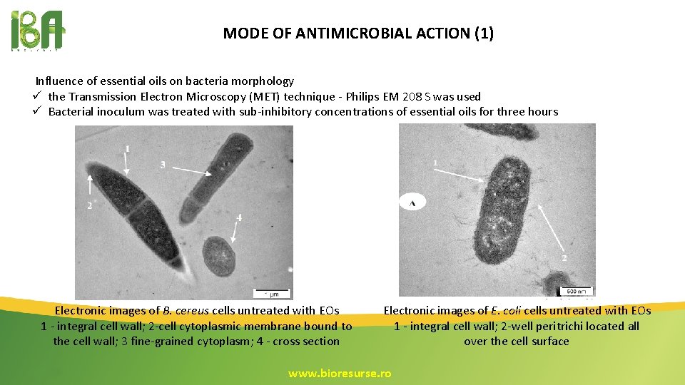 MODE OF ANTIMICROBIAL ACTION (1) Influence of essential oils on bacteria morphology ü the