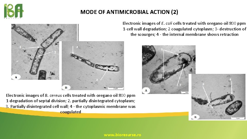 MODE OF ANTIMICROBIAL ACTION (2) Electronic images of E. coli cells treated with oregano MODE OF ANTIMICROBIAL ACTION (2) Electronic images of E. coli cells treated with oregano