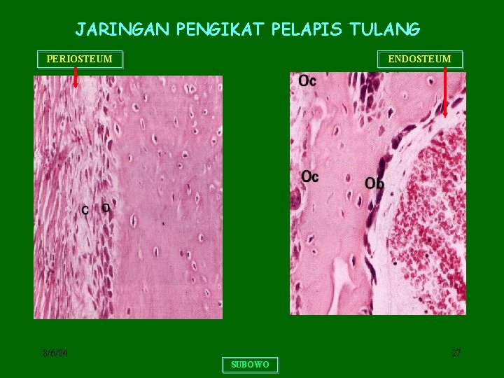 JARINGAN PENGIKAT PELAPIS TULANG PERIOSTEUM ENDOSTEUM 8/6/04 27 SUBOWO 