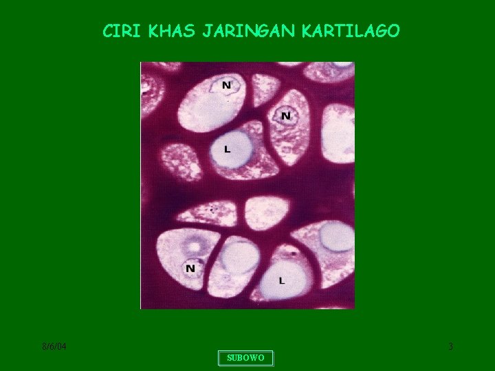 CIRI KHAS JARINGAN KARTILAGO 8/6/04 3 SUBOWO 