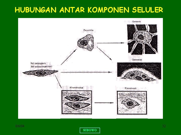 HUBUNGAN ANTAR KOMPONEN SELULER 8/6/04 32 SUBOWO 
