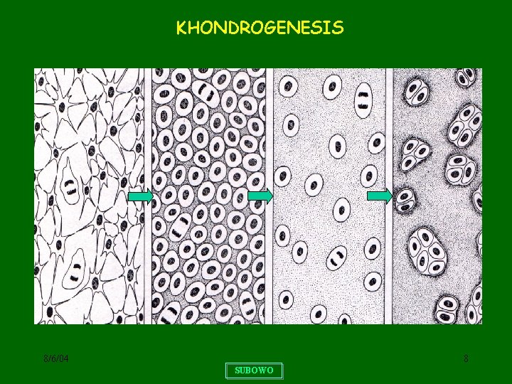 KHONDROGENESIS 8/6/04 8 SUBOWO 