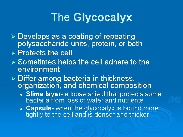 The Glycocalyx Ø Develops as a coating of repeating polysaccharide units, protein, or both