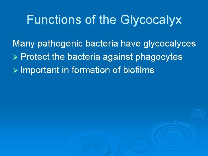 Functions of the Glycocalyx Many pathogenic bacteria have glycocalyces Ø Protect the bacteria against