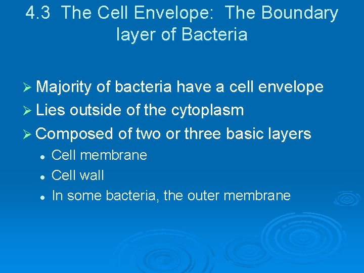4. 3 The Cell Envelope: The Boundary layer of Bacteria Ø Majority of bacteria