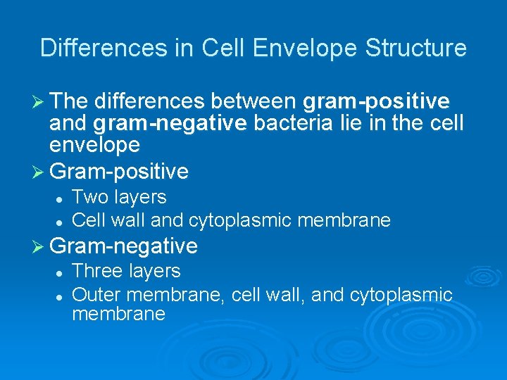 Differences in Cell Envelope Structure Ø The differences between gram-positive and gram-negative bacteria lie