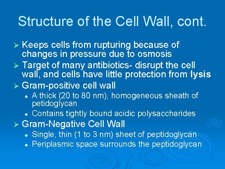 Structure of the Cell Wall, cont. Ø Keeps cells from rupturing because of changes