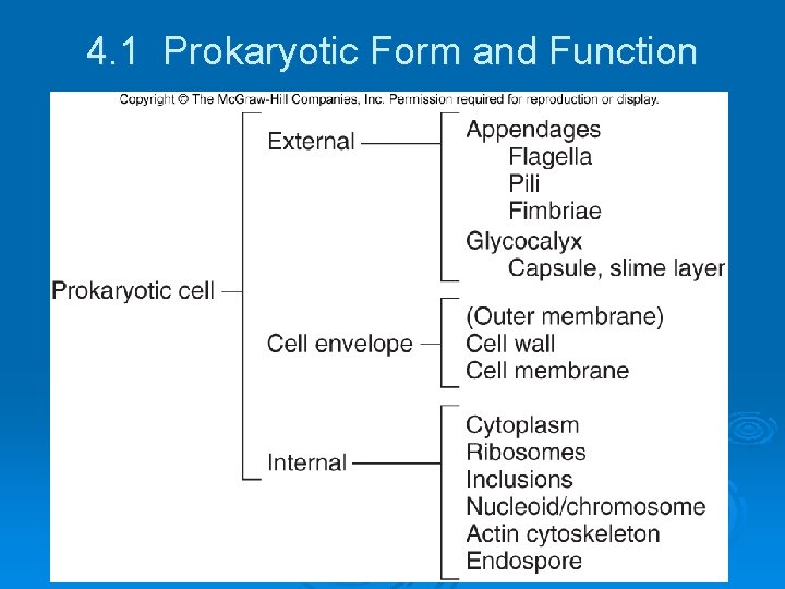 4. 1 Prokaryotic Form and Function 