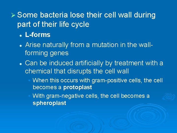 Ø Some bacteria lose their cell wall during part of their life cycle l