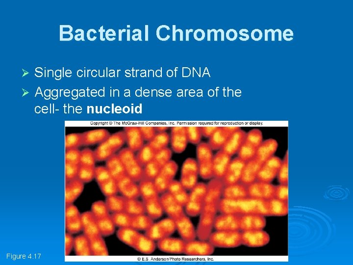 Bacterial Chromosome Single circular strand of DNA Ø Aggregated in a dense area of