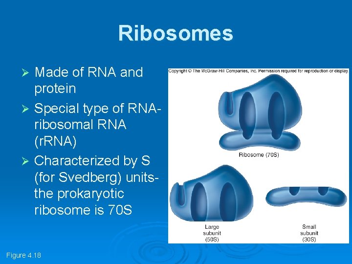 Ribosomes Made of RNA and protein Ø Special type of RNAribosomal RNA (r. RNA)