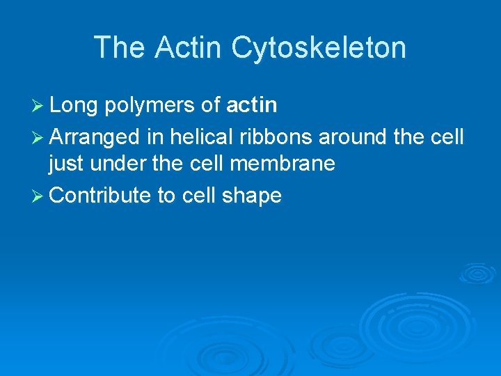 The Actin Cytoskeleton Ø Long polymers of actin Ø Arranged in helical ribbons around