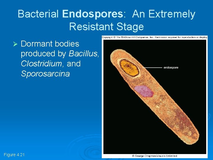 Bacterial Endospores: An Extremely Resistant Stage Ø Dormant bodies produced by Bacillus, Clostridium, and