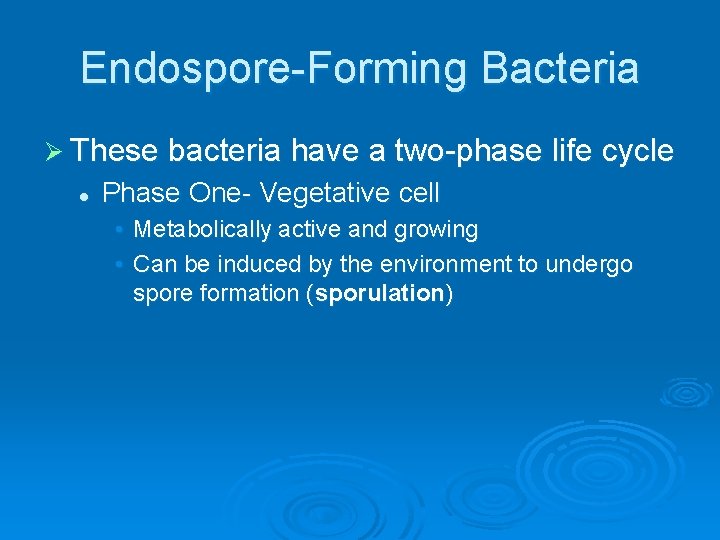 Endospore-Forming Bacteria Ø These bacteria have a two-phase life cycle l Phase One- Vegetative