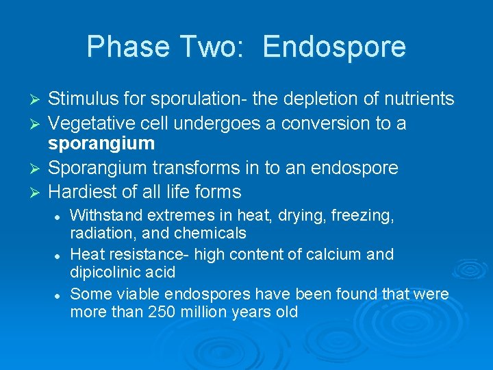 Phase Two: Endospore Stimulus for sporulation- the depletion of nutrients Ø Vegetative cell undergoes