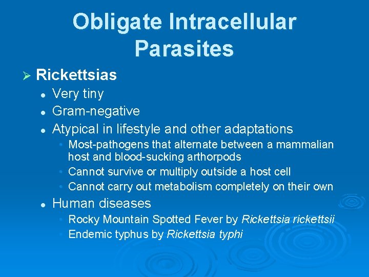 Obligate Intracellular Parasites Ø Rickettsias l l l Very tiny Gram-negative Atypical in lifestyle