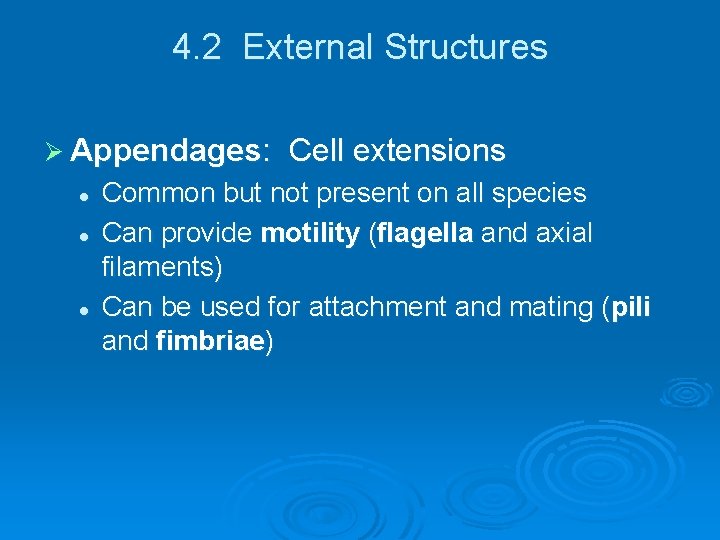 4. 2 External Structures Ø Appendages: l l l Cell extensions Common but not