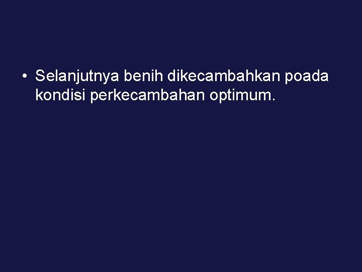  • Selanjutnya benih dikecambahkan poada kondisi perkecambahan optimum. 