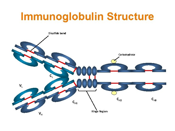 Immunoglobulin Structure Disulfide bond Carbohydrate CL VL CH 2 CH 1 VH Hinge Region