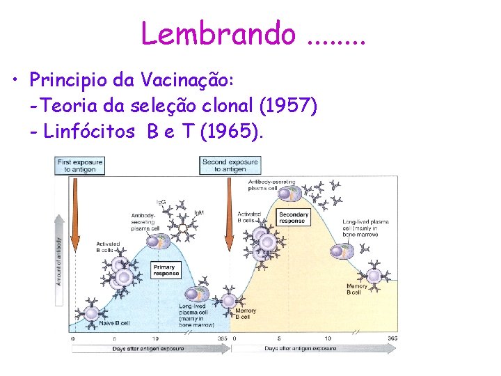 Lembrando. . . . • Principio da Vacinação: -Teoria da seleção clonal (1957) -