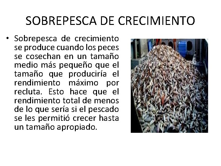 SOBREPESCA DE CRECIMIENTO • Sobrepesca de crecimiento se produce cuando los peces se cosechan