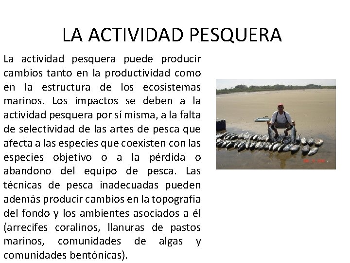 LA ACTIVIDAD PESQUERA La actividad pesquera puede producir cambios tanto en la productividad como