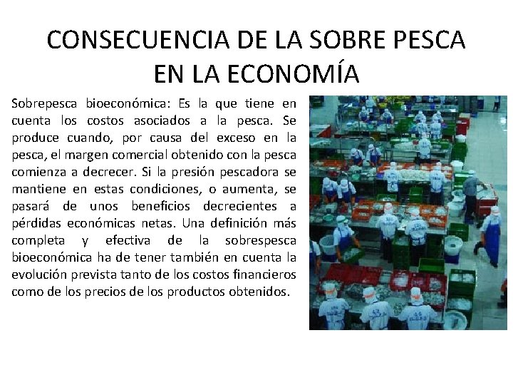 CONSECUENCIA DE LA SOBRE PESCA EN LA ECONOMÍA Sobrepesca bioeconómica: Es la que tiene