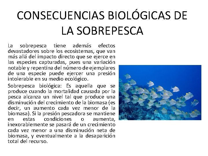 CONSECUENCIAS BIOLÓGICAS DE LA SOBREPESCA La sobrepesca tiene además efectos devastadores sobre los ecosistemas,