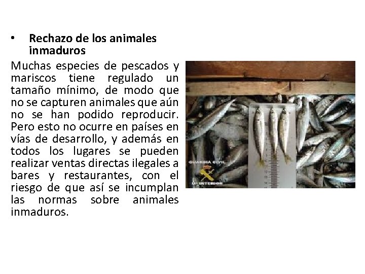 Rechazo de los animales inmaduros Muchas especies de pescados y mariscos tiene regulado un