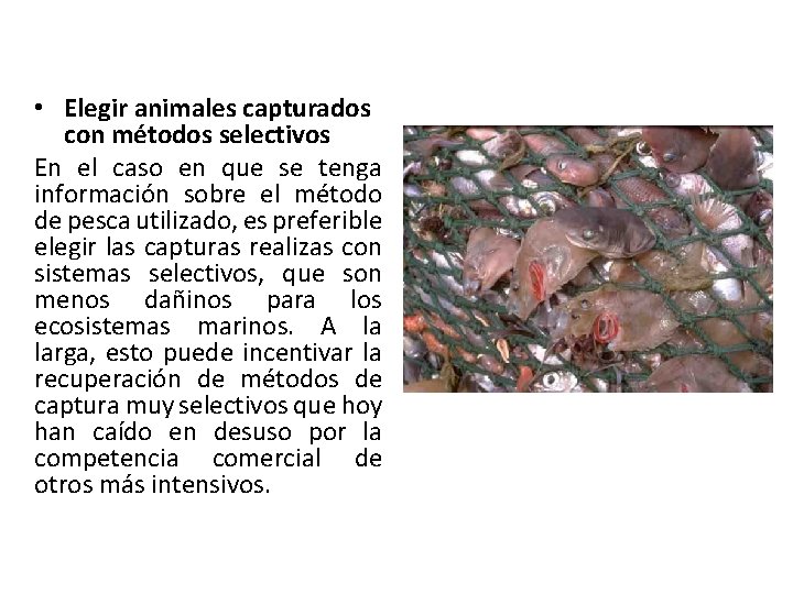  • Elegir animales capturados con métodos selectivos En el caso en que se