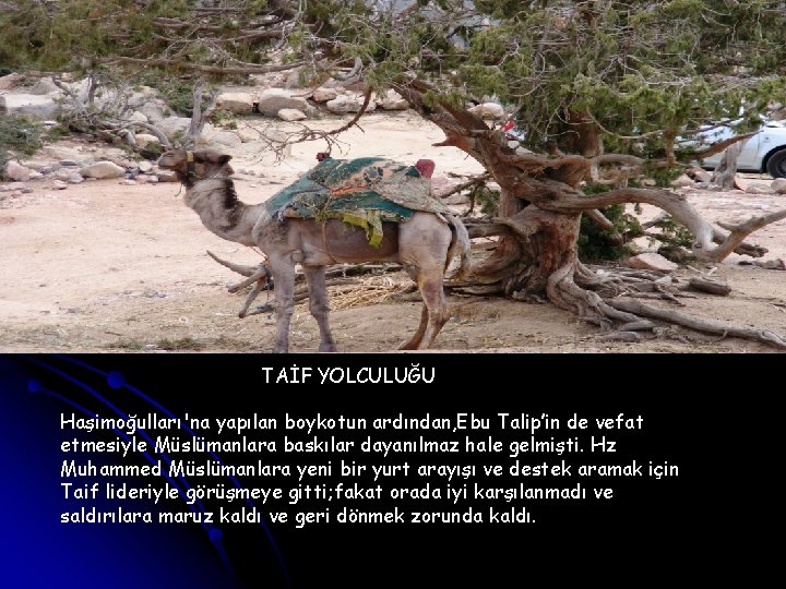 TAİF YOLCULUĞU Haşimoğulları'na yapılan boykotun ardından, Ebu Talip’in de vefat etmesiyle Müslümanlara baskılar dayanılmaz