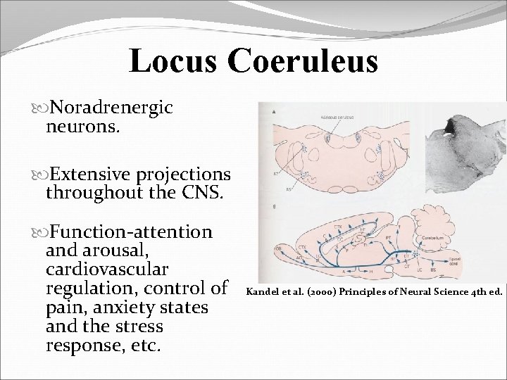 Locus Coeruleus Noradrenergic neurons. Extensive projections throughout the CNS. Function-attention and arousal, cardiovascular regulation,